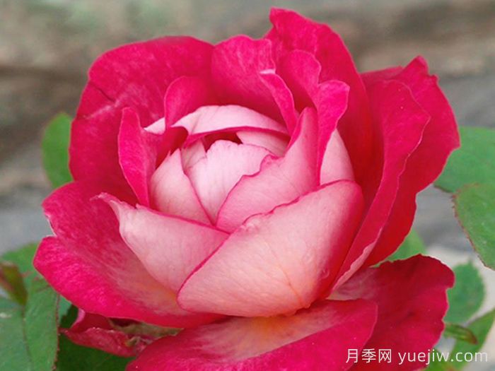 妮可柯德娜月季/浪漫蕾蕾(图1)