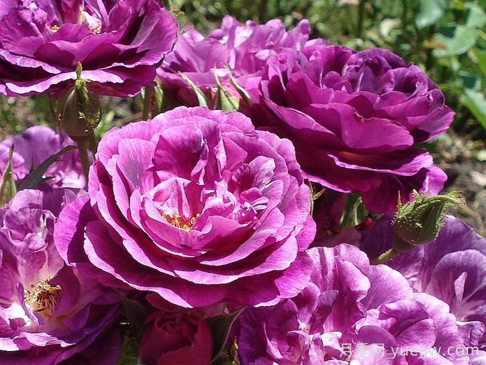 可藤可灌月季品种盘点，随你所愿(图1)