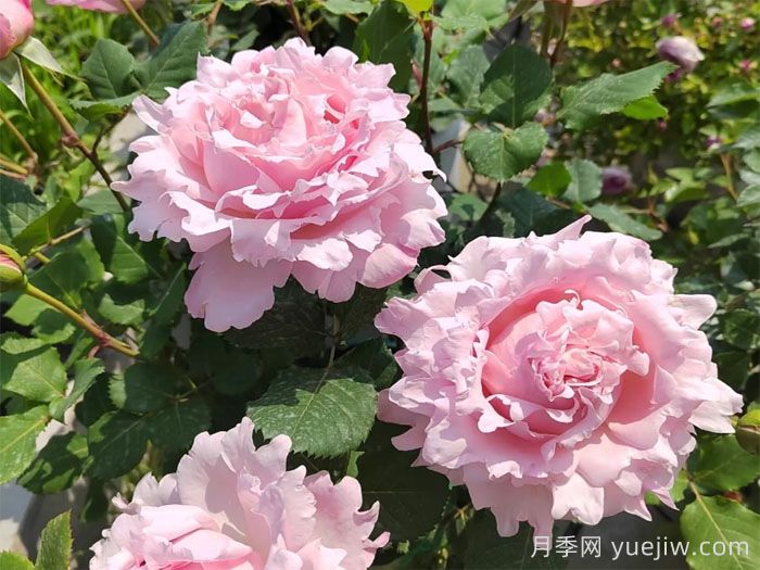 可藤可灌月季品种盘点，随你所愿(图2)