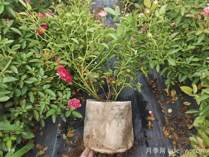 月季长得太慢开花少，怎么办？(图2)