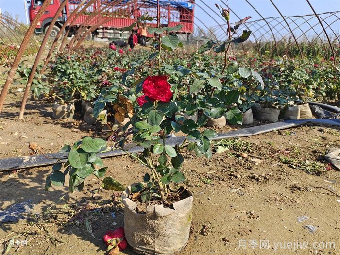 秋季让月季爆花的施肥方法(图4)