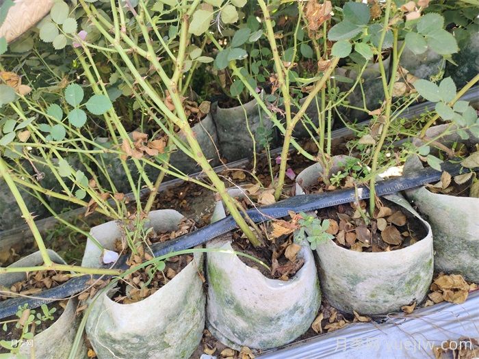 盆栽月季怎么过冬？月季越冬办法(图2)