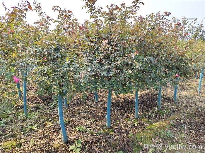 秋季树木移栽需要重点做好的几点(图2)