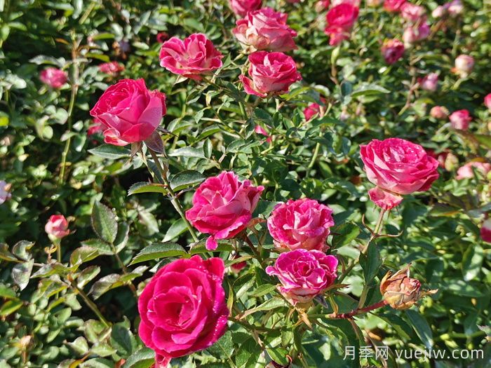 深秋里的月季，是希望的信使(图1)