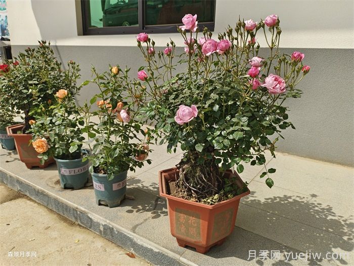 盆景，园林绿化的点睛之笔(图2)