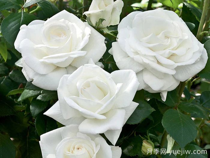 5个月季花品种推荐(图4)