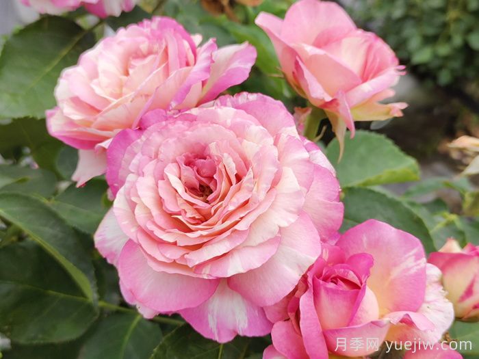 月季养护知识，新手花友必知(图1)