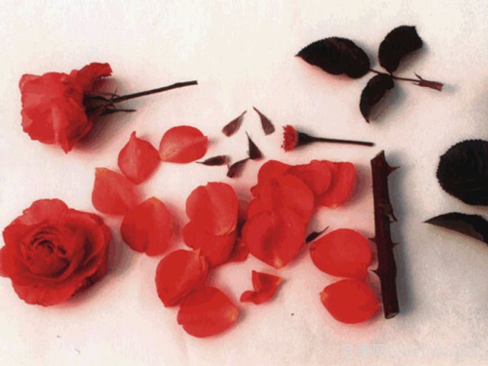 阿丁顿月季(图1)