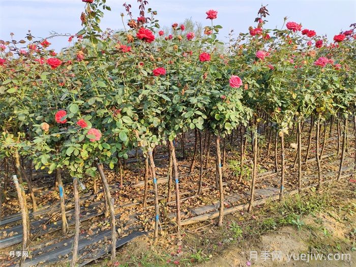 月季秋花后的3个关键养护点(图1)