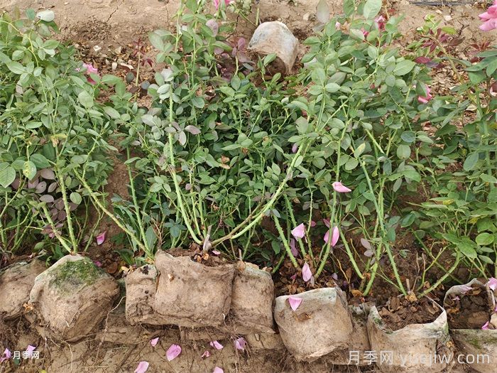 月季秋花后的3个关键养护点(图2)