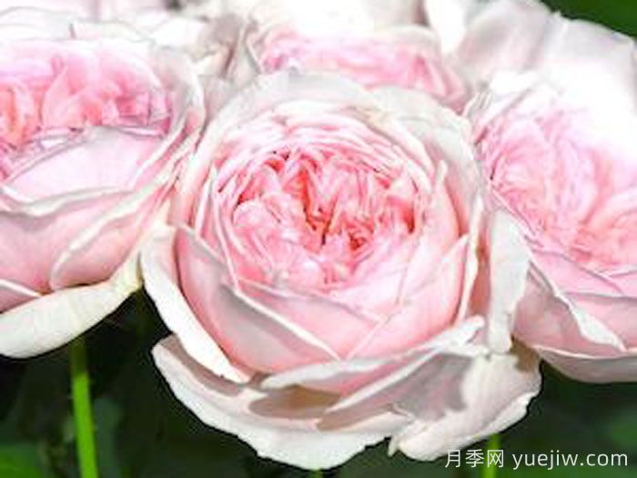 爱上你月季(图1)