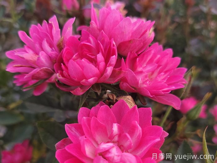 耐寒的5个品种月季，0度以上就能开花(图5)
