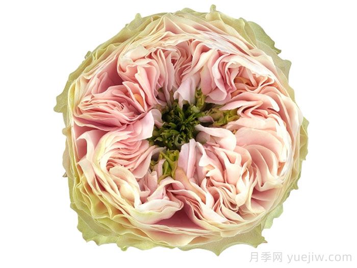 圣彼得公园月季(图1)