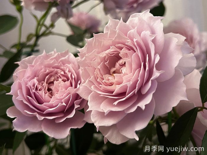 分享十款优秀蓝紫色月季品种(图4)