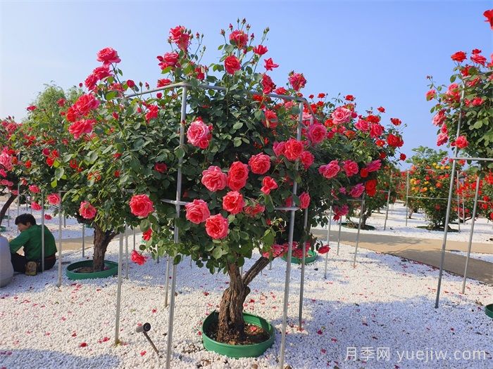 古桩月季的介绍(图6)