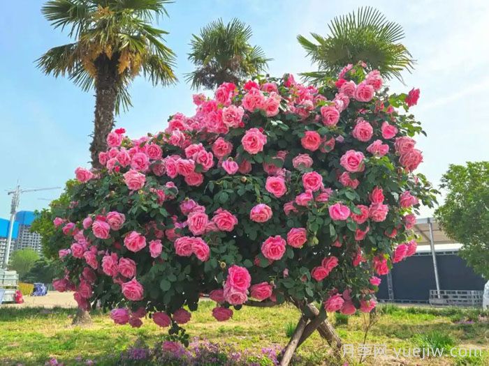 暮秋小阳春，南阳月季又迎来一波盛花期(图1)