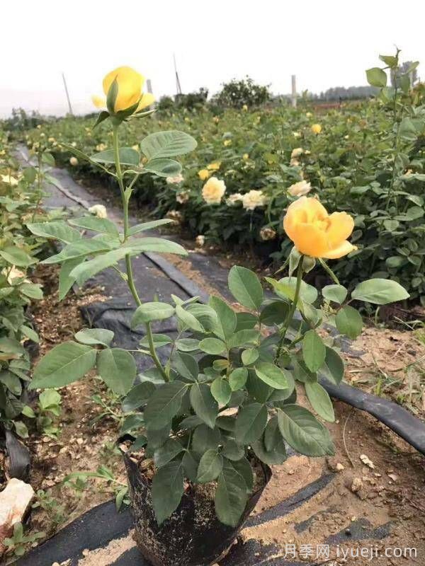 学会了正确的盆栽浇水方法(图1)