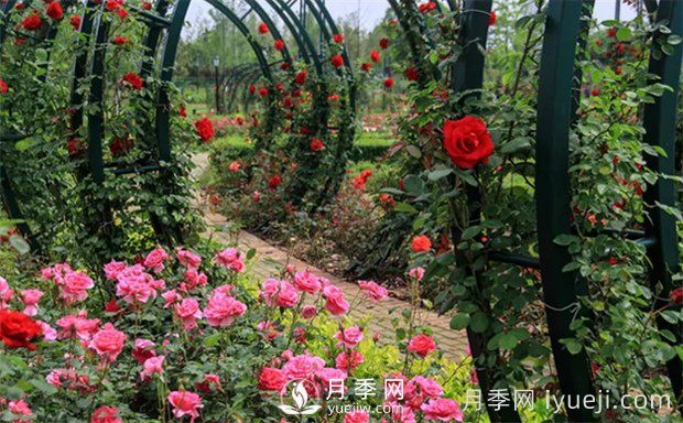 春季养花六不急(图1)