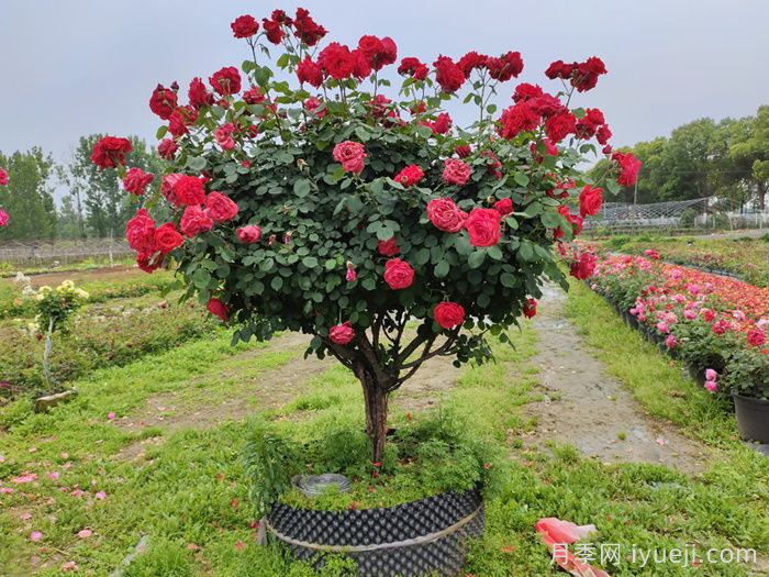 月季树，玫瑰树，树状月季的优势(图2)