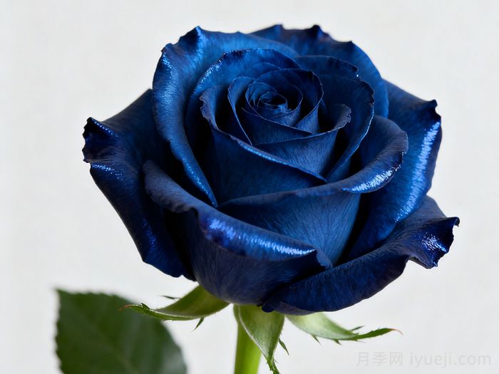 蓝色妖姬，让人既欣喜又伤感的花(图1)