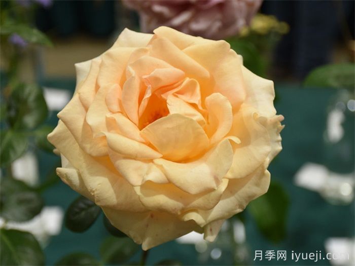 玛丽莲梦露月季(Weeks)(图2)