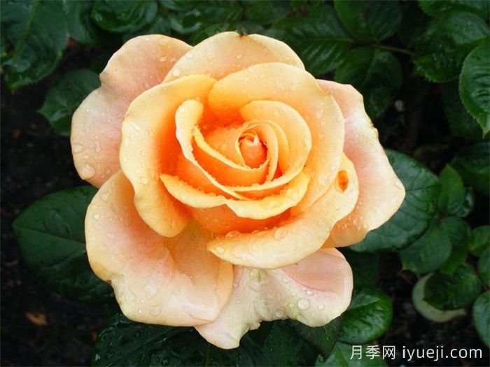 玛丽莲梦露月季(Weeks)(图3)