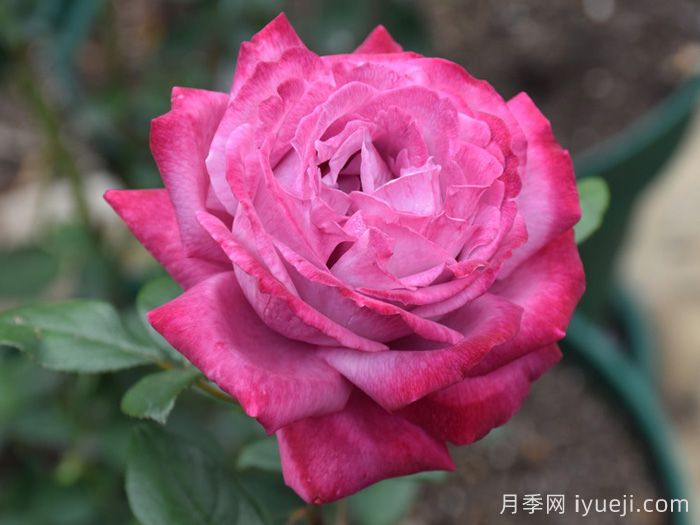 欧月月季的培养环境条件是怎样的呢？(图1)