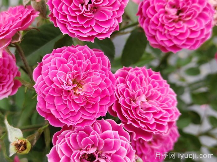 月季育种家：新西兰McGredy Roses(麦格雷迪)(图1)