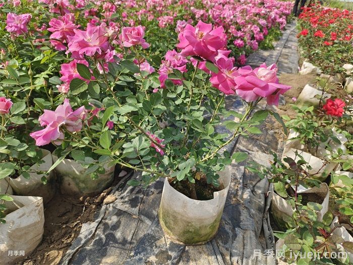 美植袋月季苗(图1)