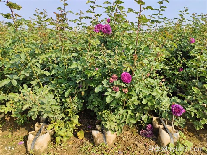 美植袋月季苗(图5)