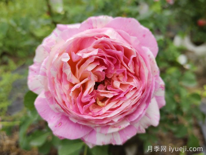 欧月月季/欧洲月季(图3)