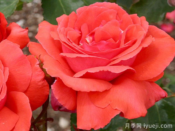 又香又美，全球最香月季10大排行榜(图13)