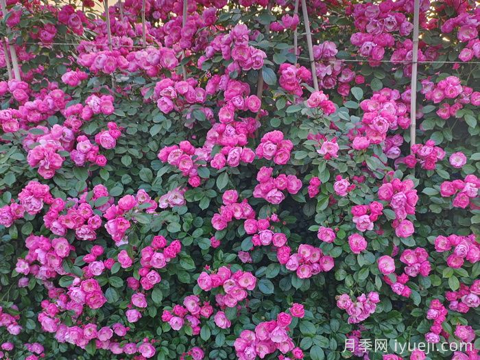 南阳月季为什么这么受欢迎？月季有哪些类别？(图2)