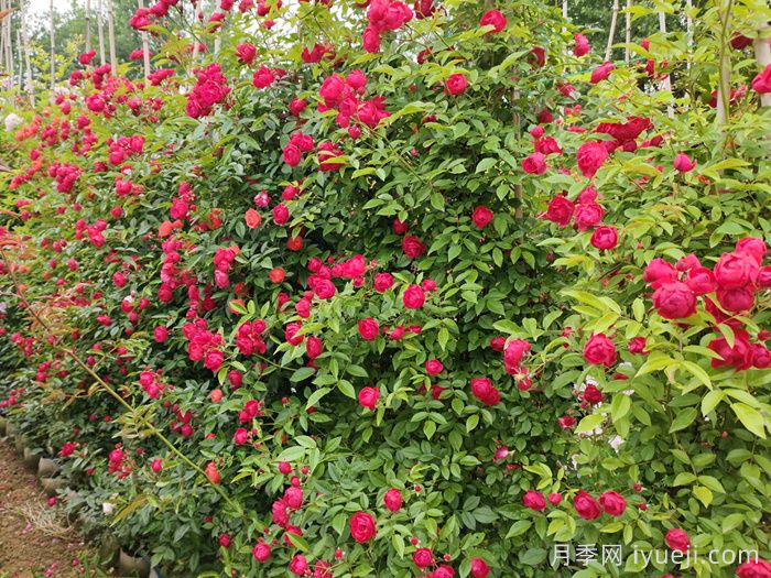红科斯特变成红木香月季，新名字爆火园林圈(图2)