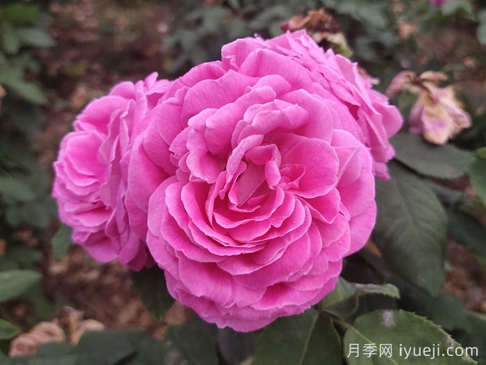 月季种苗高效生产标准化的经济效益(图1)