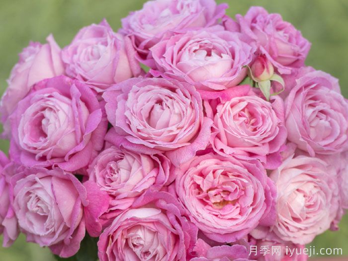 天狼月季200个自育新品种亮相云南姚安发布会(图1)