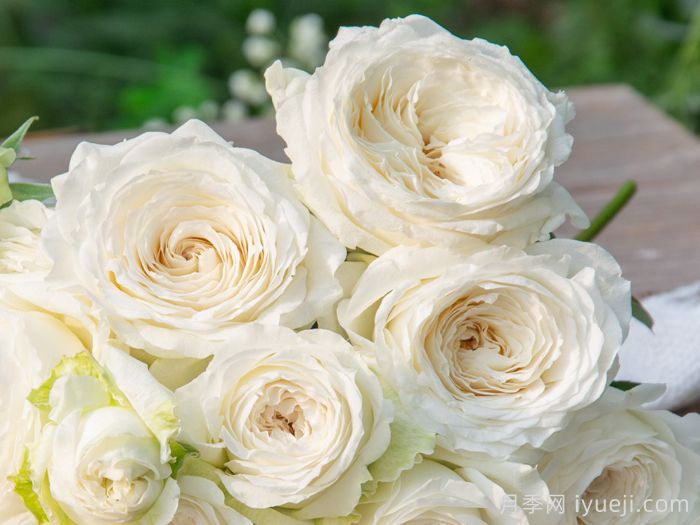 天狼月季200个自育新品种亮相云南姚安发布会(图3)