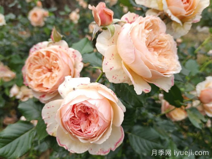 深圳人民公园打造世界一流月季园(图3)