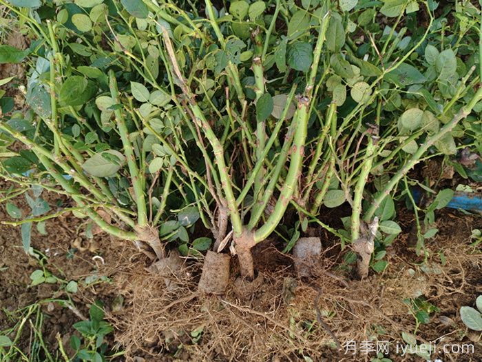 月季裸根苗，2025南阳月季裸根苗大量出货中(图3)