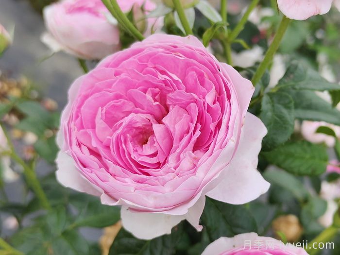 月季网：中国月季数据中心(图1)