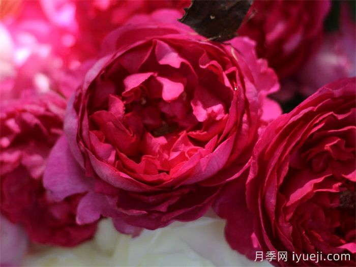 10大伊芙系列月季品种，花大浓香十分诱人(图2)