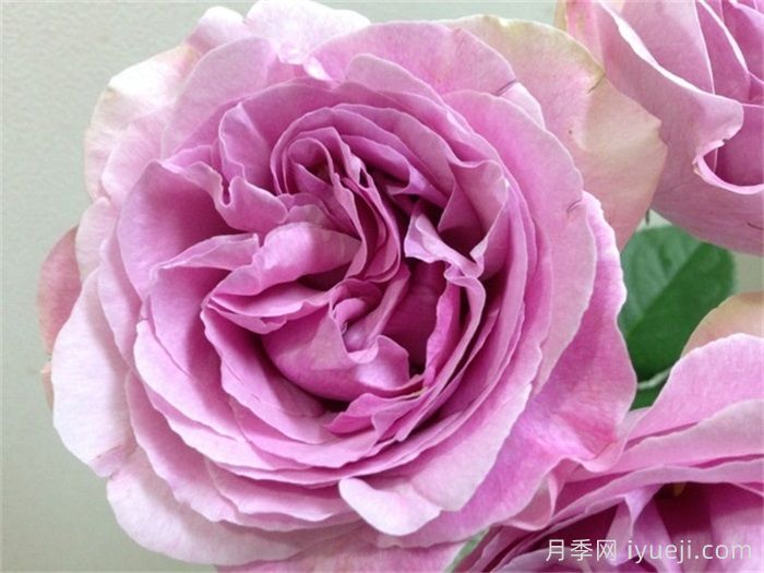 10大伊芙系列月季品种，花大浓香十分诱人(图4)