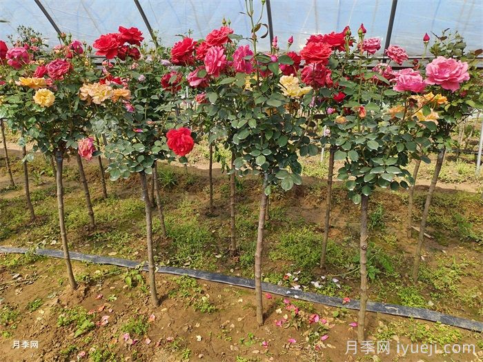 月季网浅谈购买树状月季需要注意哪些事项？(图2)