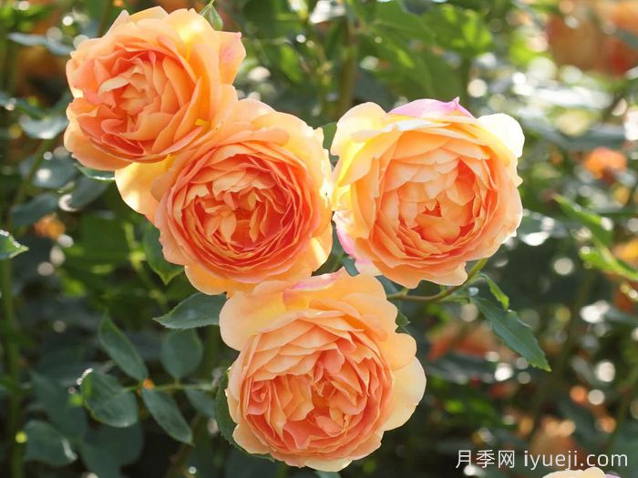 月季花一年四季都可以开花吗？怎么养护？(图2)