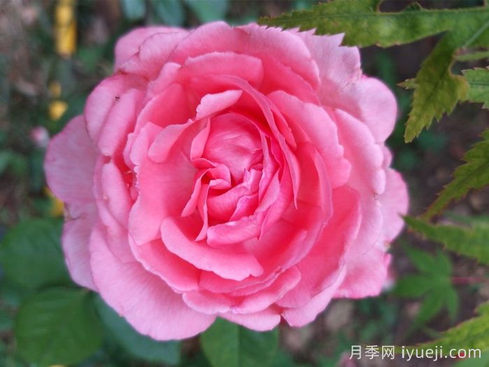 月季花养殖需要注意什么温度与湿度？(图1)