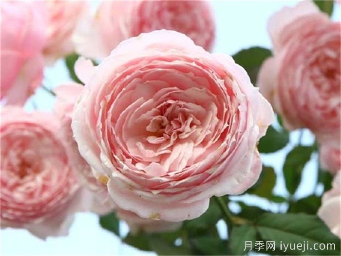 美咲月季，一个惊艳的日本仙女月季(图1)