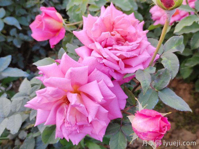 月季开花条件有哪些？(图1)