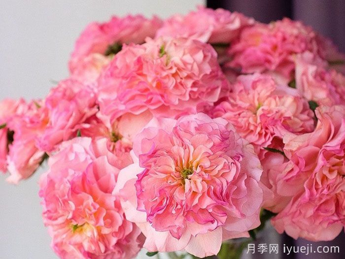 克鲁琳达月季介绍和优缺点(图1)