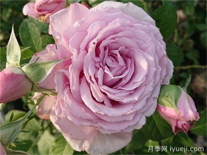 魅力绸缎月季/惑月季(图1)