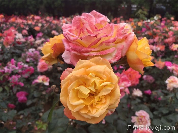 月季网2026年十大热门藤本月季品种(图7)
